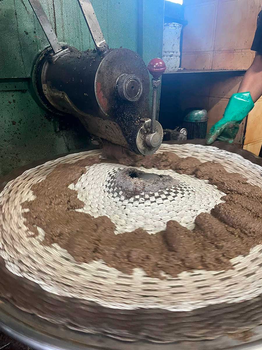 Olivas trituradas antes de la prensa